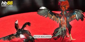 da ga malaysia