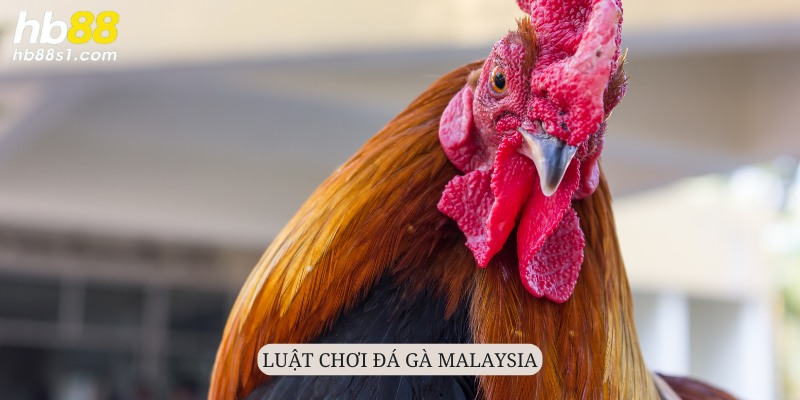 Luật chơi đá gà Malaysia được quy định chặt chẽ, khoa học