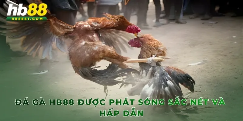 Đá gà HB88 được phát sóng sắc nét và hấp dẫn