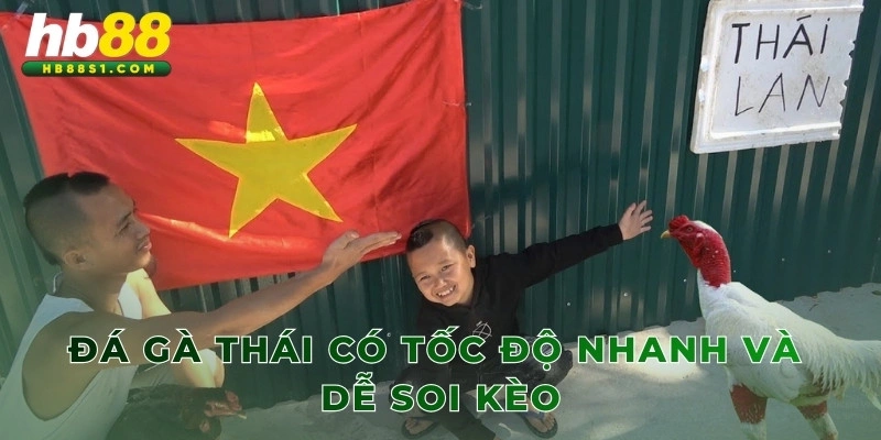 Đá gà Thái có tốc độ nhanh và dễ soi kèo