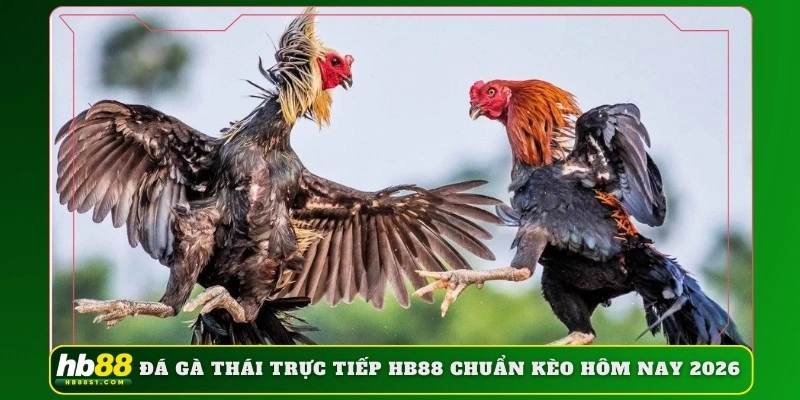 Đá gà thái trực tiếp HB88