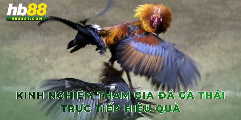 Kinh nghiệm tham gia đá gà Thái trực tiếp hiệu quả