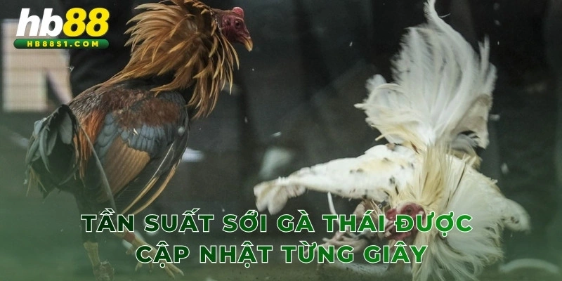 Tần suất sới gà Thái được cập nhật từng giây